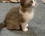 Кошки в Москве: Котята в добрые руки девочки Девочка, 500 руб. - фото 2
