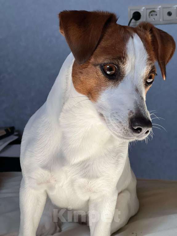 Собаки в Москве: Мальчик 3 мес  Мальчик, Бесплатно - фото 5