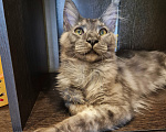 Кошки в Москве: Котик Мейн-кун Мальчик, 15 000 руб. - фото 3