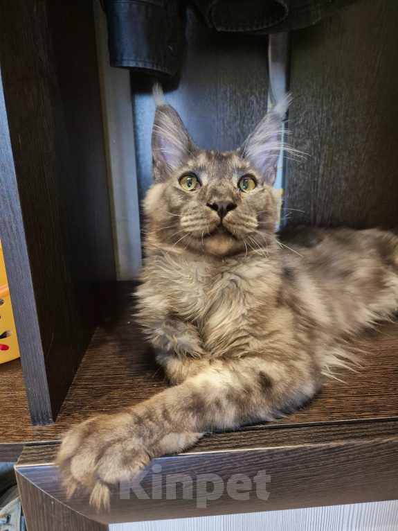 Кошки в Москве: Котик Мейн-кун Мальчик, 15 000 руб. - фото 3