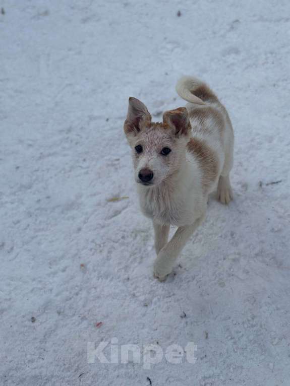 Собаки в других городах Московской области: Щенки в добрые руки Разнополые, Бесплатно - фото 1
