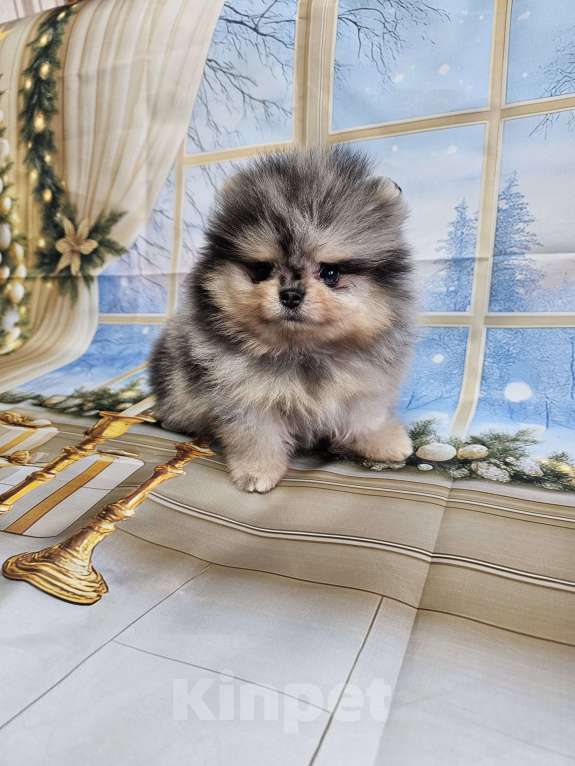 Собаки в Тюмени: Мраморный мальчик Мальчик, Бесплатно - фото 3