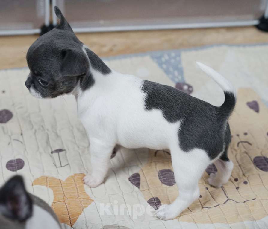 Собаки в Москве: Бело-голубая девочка чихуахуа Девочка, 45 000 руб. - фото 3