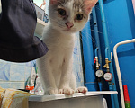 Кошки в Кемерово: Котята Разнополые, Бесплатно - фото 6