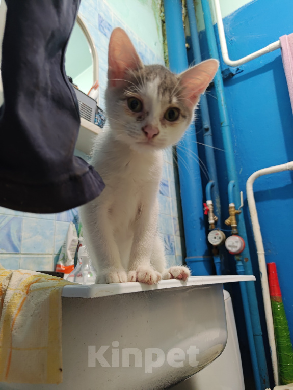 Кошки в Кемерово: Котята Разнополые, Бесплатно - фото 6