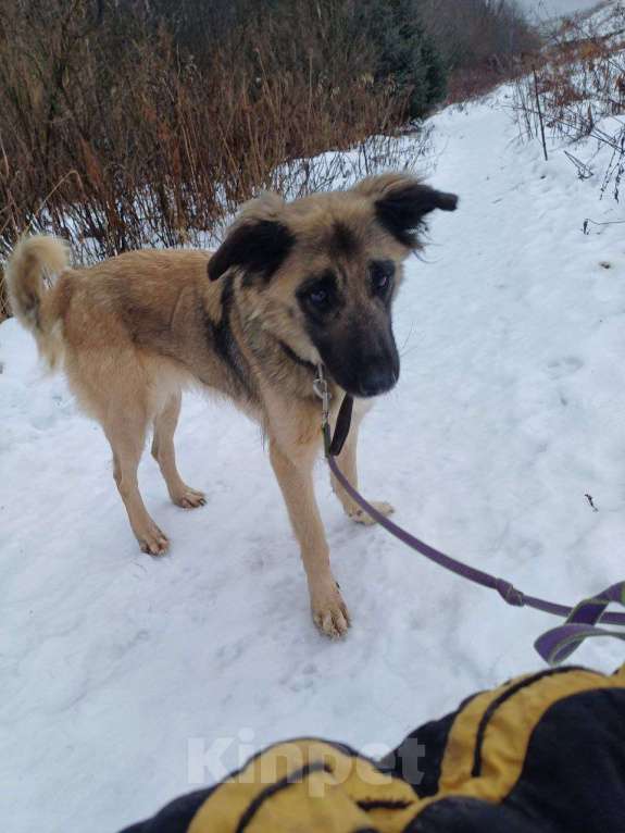 Собаки в Москве: Лиска в поисках любящей семьи  Девочка, Бесплатно - фото 7