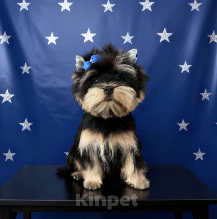 Собаки в Москве: Крупный йорк мальчик стандарт нежный Мальчик, 35 000 руб. - фото 7