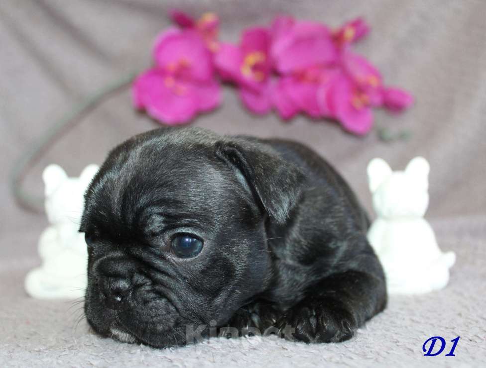 Собаки в Брянске: Французский бульдог щенки Мальчик, 30 000 руб. - фото 5