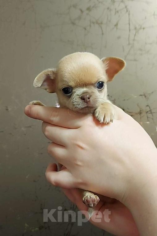 Собаки в Новосибирске: ????Мини сладкая девочка ???? Девочка, Бесплатно - фото 2