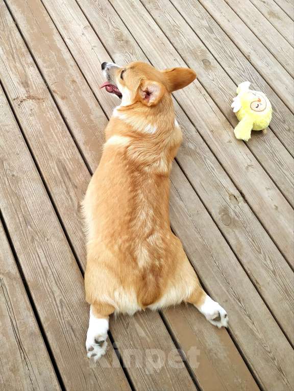 Собаки в других городах Московской области: Щенки вельш корги пемброк Девочка, 55 000 руб. - фото 3