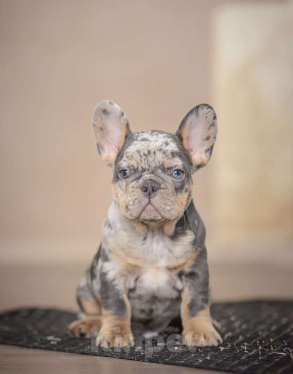 Собаки в Белгороде: Французский бульдог щенки Мальчик, 200 000 руб. - фото 2