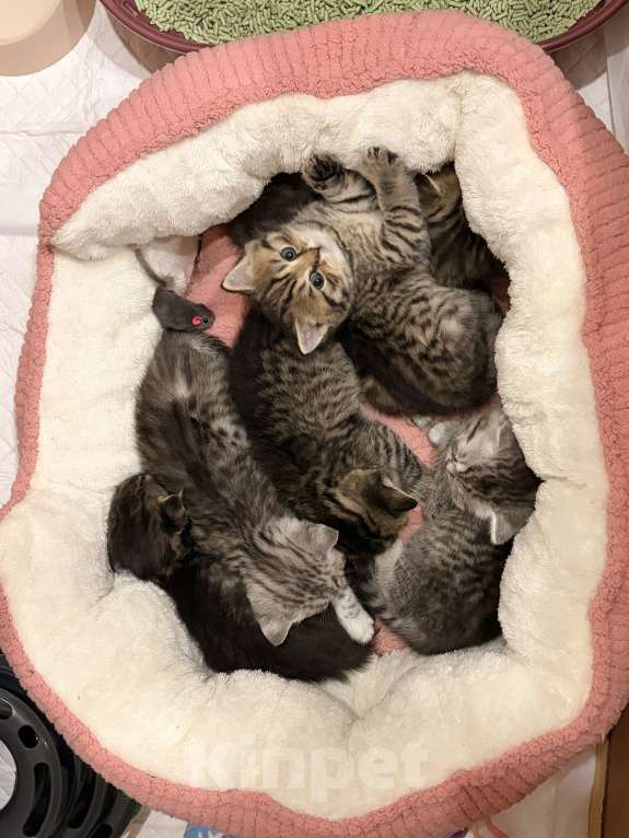 Кошки в Москве: Моника Девочка, 15 000 руб. - фото 3