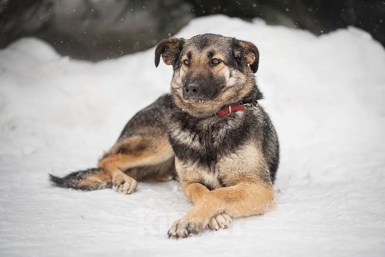 Собаки в Москве: Сэнди Девочка, Бесплатно - фото 4