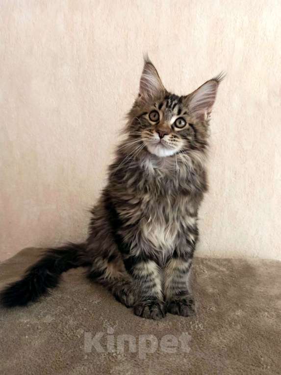 Кошки в Тюмени: Котята мейн-кун с документами Мальчик, 25 000 руб. - фото 1