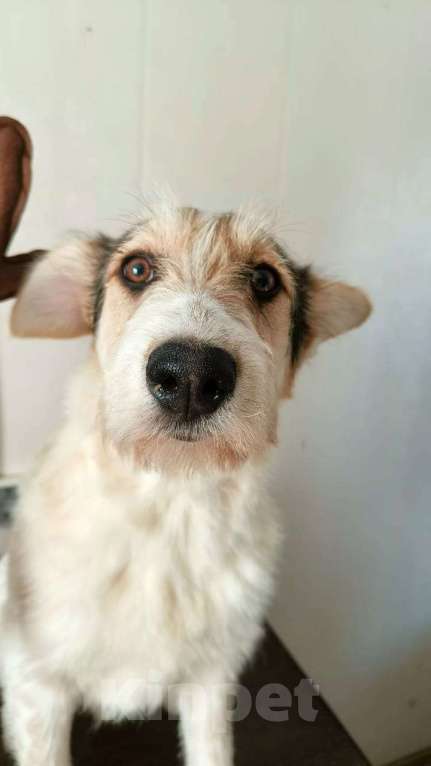 Собаки в Москве: Рыжий щенок, бородатый, белый, в добрые руки щенки Мальчик, 1 руб. - фото 2