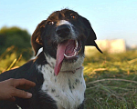 Собаки в Рязани: Зита - метис дратхаара. Девочка, Бесплатно - фото 3