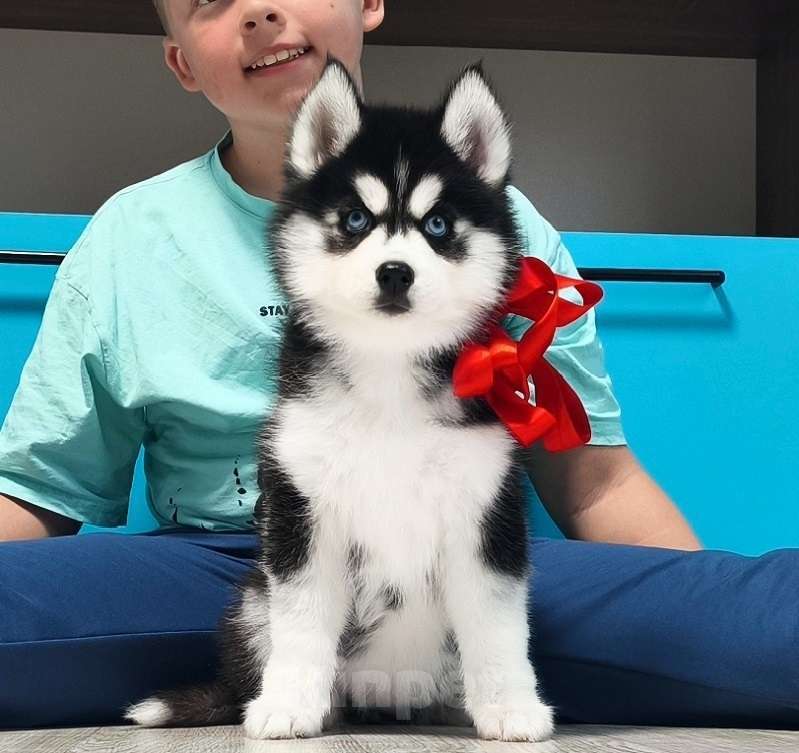 Собаки в Самаре: Хаски Щенки Разных окрасов Разнополые, Бесплатно - фото 2