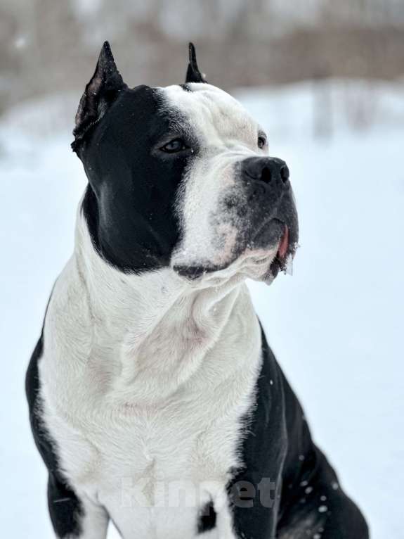 Собаки в Новосибирске: Ищу суку для вязки своему кобелю  Мальчик, Бесплатно - фото 4