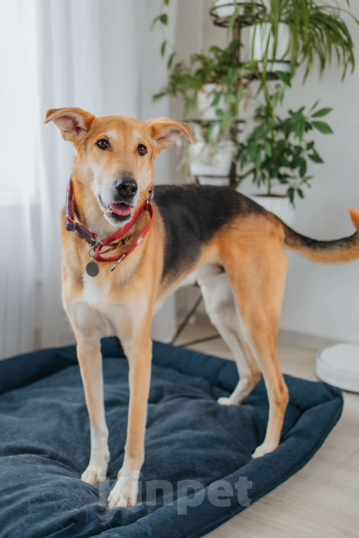 Собаки в Москве: Аристократичный пес ищет семью Мальчик, Бесплатно - фото 5