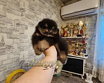 Собаки в Москве: Курносый мини мальчик померанского шпица питомник Ркф Мальчик, Бесплатно - фото 3