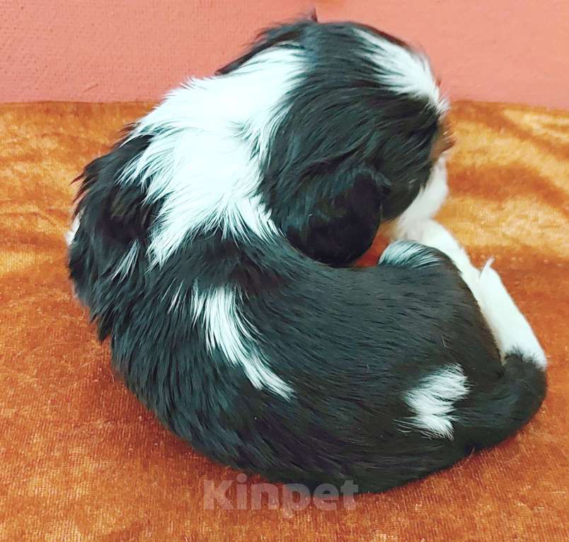 Собаки в Белгороде: Щенки кавалер кинг чарльз спаниель мальчики и девочки  Девочка, Бесплатно - фото 9