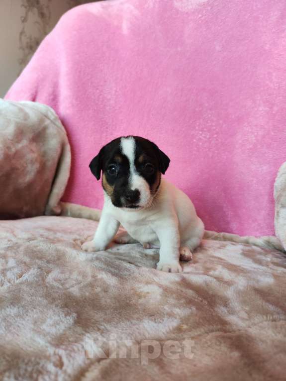 Собаки в Волгограде: Щенок Джек Рассел терьер  Мальчик, 20 000 руб. - фото 3