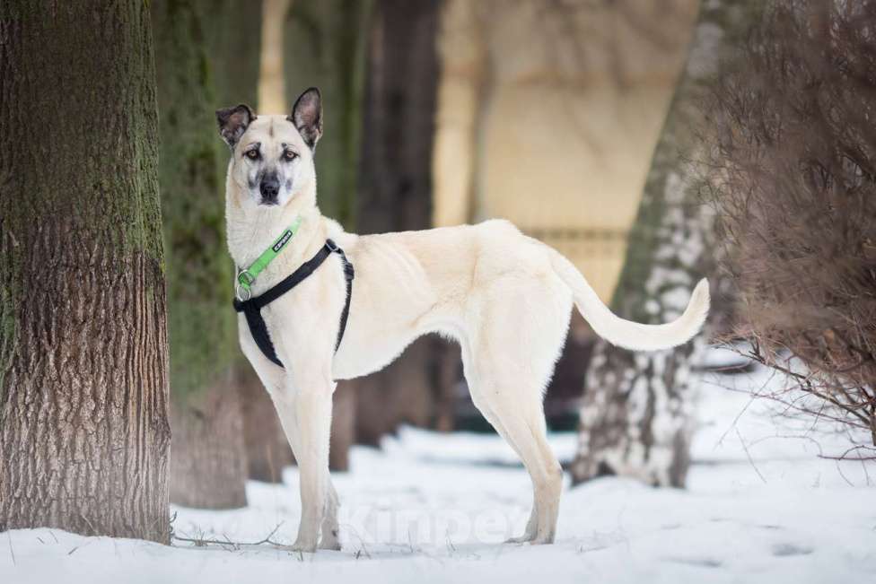 Собаки в Москве: собака Шая в добрые руки Девочка, Бесплатно - фото 4