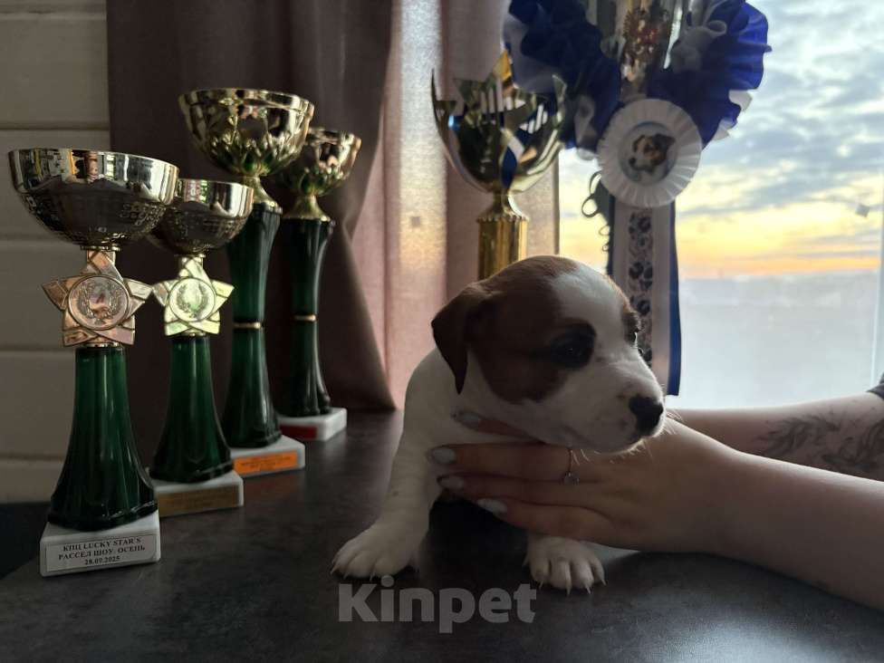 Собаки в других городах Московской области: Щенок Джек Рассел терьер Мальчик, Бесплатно - фото 2