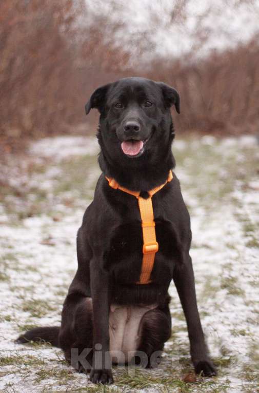 Собаки в Москве: Вильма фенотип лабрадора в добрые руки Девочка, Бесплатно - фото 4