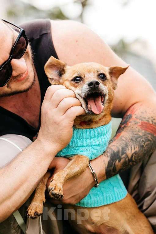 Собаки в Москве: собака Коко Шанель ищет дом Девочка, Бесплатно - фото 8