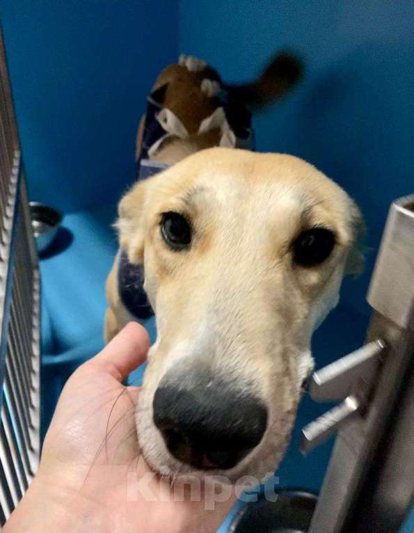 Собаки в Москве: Собаку все ищут. Но ее выпустят на улицу Девочка, 1 руб. - фото 2