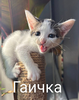 Котенок Гаичка