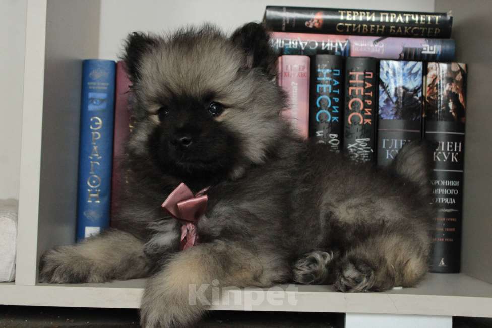 Собаки в Новосибирске: Кеесхонд (вольфшпиц)  Девочка, Бесплатно - фото 1