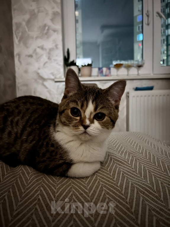 Кошки в Красногорске: Бесплатно Девочка, Бесплатно - фото 5