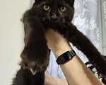 Кошки в Москве: Котята мейн кун Мальчик, 50 000 руб. - фото 4