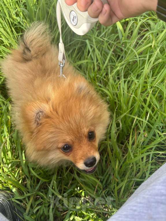 Собаки в Новосибирске: Померанский шпиц щенок  Девочка, 22 000 руб. - фото 2