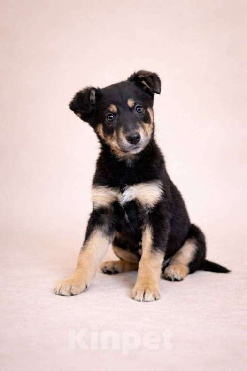 Собаки в Красногорске: Щенок Моника 2 месяца в добрые руки Девочка, Бесплатно - фото 1