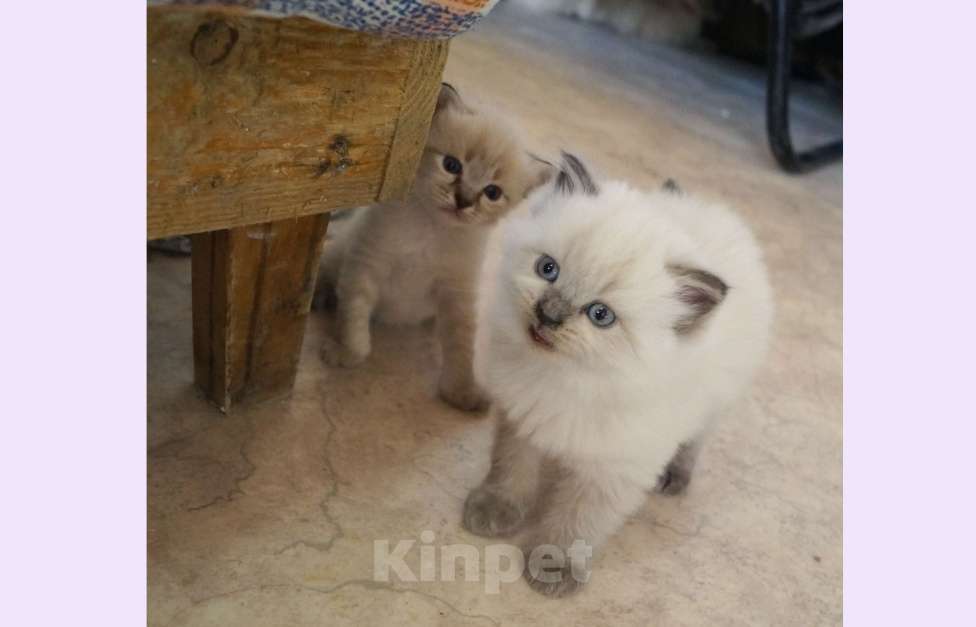 Кошки в Краснодаре: Невская маскарадная котенок продам Мальчик, 27 000 руб. - фото 3