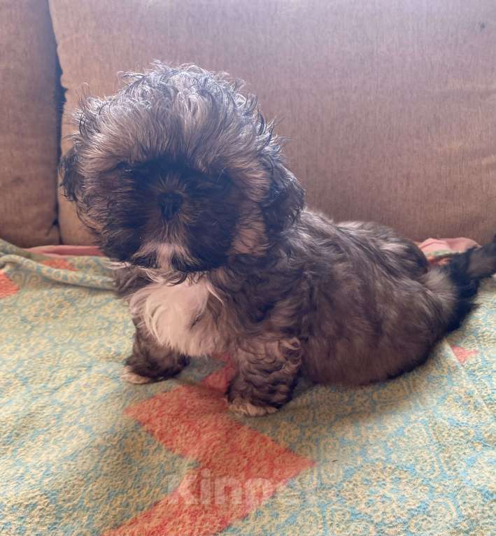 Собаки в Санкт-Петербурге: Великолепный золотой мальчик ши тцу Мальчик, 35 000 руб. - фото 2