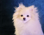 Собаки в Москве: померанский шпиц ркф девочка Девочка, 50 000 руб. - фото 2