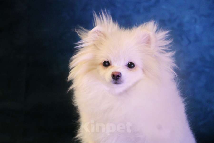 Собаки в Москве: померанский шпиц ркф девочка Девочка, 50 000 руб. - фото 2