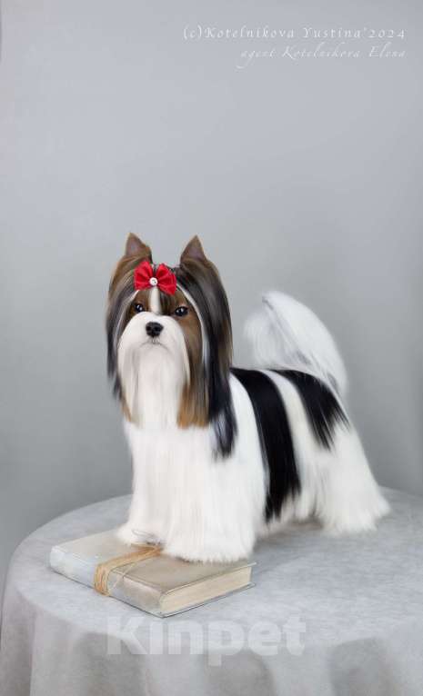 Собаки в Москве: Достойный кавалер Мальчик, Бесплатно - фото 3