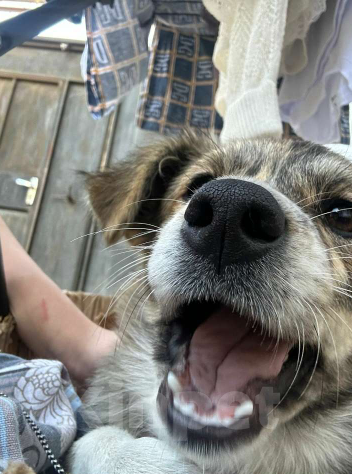 Собаки в Махачкале: Пропала собака. В махачкале . 10т000. Девочка, 10 000 руб. - фото 5