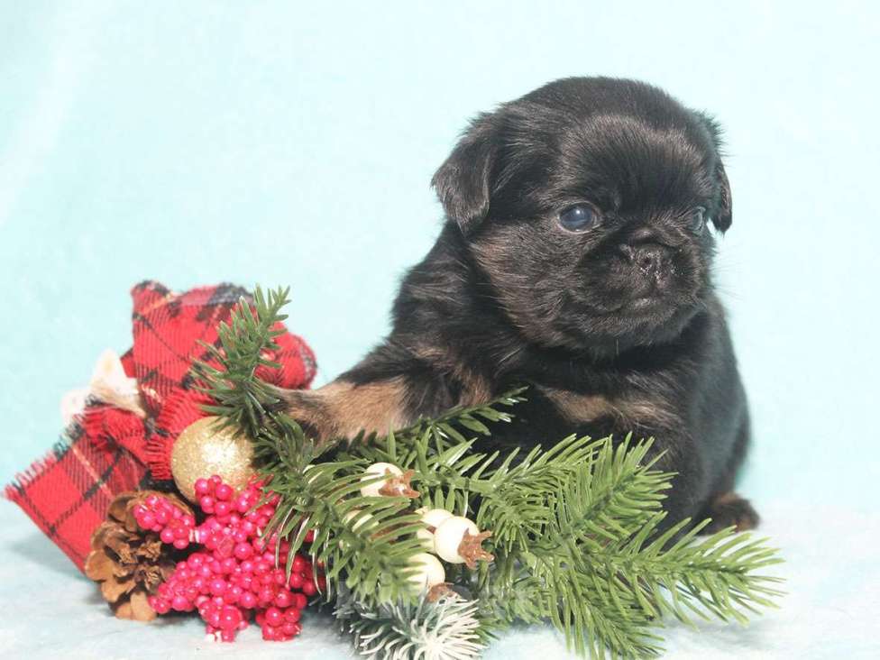 Собаки в Санкт-Петербурге: Красотка Девочка, 80 000 руб. - фото 2