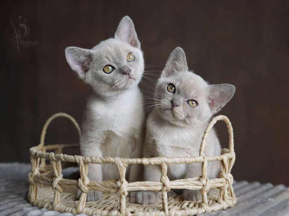Кошки в Москве: Европейская бурма мальчики Мальчик, Бесплатно - фото 2