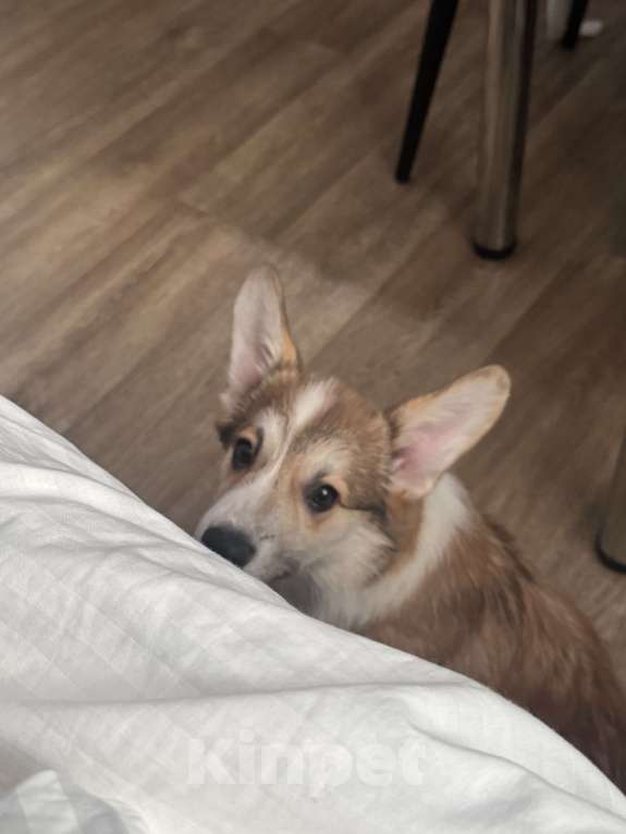 Собаки в Москве: Щенок велыш корги пемборк  Мальчик, Бесплатно - фото 2