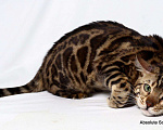 Кошки в Санкт-Петербурге: Бенгальский кот на вязку., 15 000 руб. - фото 6