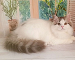 Кошки в Самаре: кот Кристал Мальчик, 15 000 руб. - фото 5