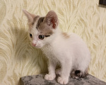 Кошки в других городах Московской области: Малышка ищет дом 💔 Девочка, Бесплатно - фото 2
