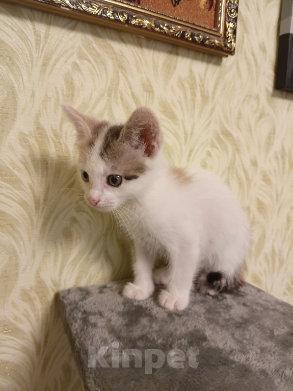 Кошки в других городах Московской области: Малышка ищет дом 💔 Девочка, Бесплатно - фото 2